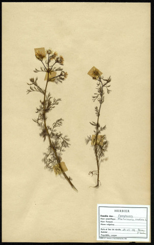 Matricaria inodora, famille des Composées, plante prélevée à Boves (Somme, France), à l'étang Saint-Ladre, en mai 1969