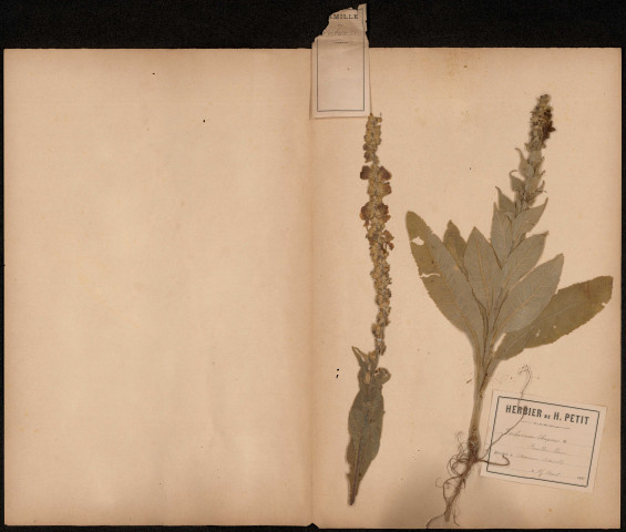 Verbascum Thapsus - Bouillon blanc, plante prélevée à Amiens (Somme, France), à la citadelle, 15 août 1888