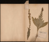 Verbascum Thapsus - Bouillon blanc, plante prélevée à Amiens (Somme, France), à la citadelle, 15 août 1888