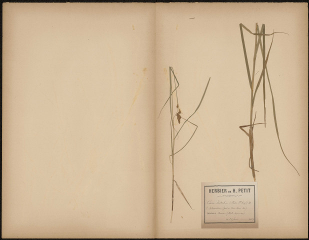 Carex Disticha, plante prélevée à Camon (Somme, France), spécimen de l'Herbier Copineau, 28 juin 1889