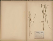 Carex Disticha, plante prélevée à Camon (Somme, France), spécimen de l'Herbier Copineau, 28 juin 1889