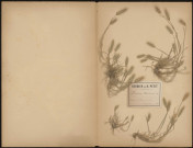 Hordeum Maritimum, plante prélevée à Saint-Valery-sur-Somme (Somme, France), dans le sable, 10 juillet 1888