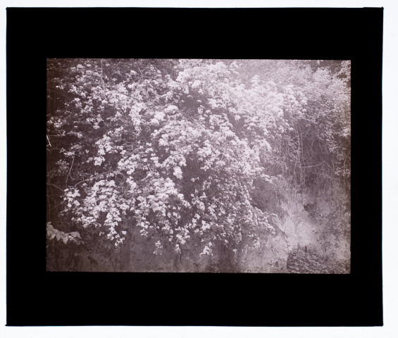 Feuillages et fleurs blanches à Boves - octobre 1931