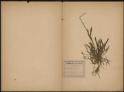 Lychnis Viscania,, plante prélevée à La Ferté-Alais (Essonne, France), dans le Bois du Pont, 26 mai 1891