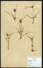 Carex, famille des Cypéracées, plante prélevée à Sorrus (Pas-de-Calais), zone de récolte non précisée, en juin 1969