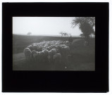Moutons à Hébécourt - avril 1909