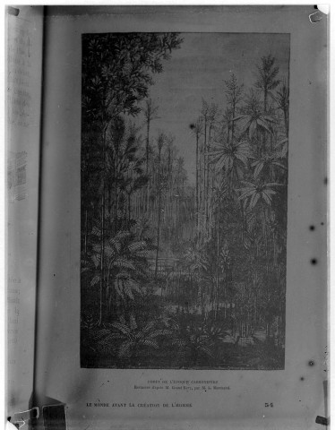 Forêt de l'époque carbonifère. Restaurée d'après M. Grand'Eury, par M. L. Marchand