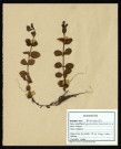 Lysimachia Nunmularisa, famille des Primulacées, plante prélevée à La Chaussée-Tirancourt (Somme, France), au Camp César, en mai 1969