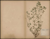 Medicago Apiculata (Willd. Sp.), prélevée à Athies (Somme, France), dans un champ fauché, 21 août 1888