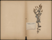 Mentha Aquatica - Variété et hirsuta, plante prélevée à Dreuil (Somme, France), dans les marais, 3 septembre 1888