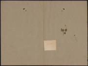 Viola Hirta, plante prélevée à [Lieu inconnu], n.c., [1889-1891]
