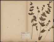 Lysimachia Vulgaris, plante prélevée à Doullens (Somme, France), près de l’Authie, 12 juillet 1888