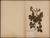 Rubus Corylifolius (Smith, Bureau), prélevée à Kalundborg (Sjaelland, Danemark), n.c., 28 juin 1888