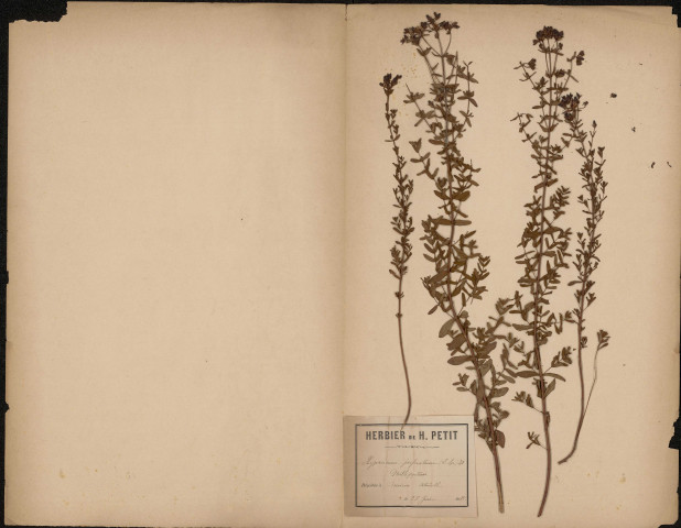 Hypericum Perforatum (L. Sp.), Millepertuis, plante prélevée à Amiens (Somme, France), à la citadelle, 28 juin 1888