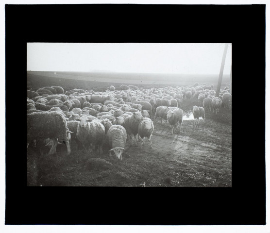 Moutons route de Boves - octobre 1911
