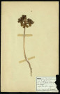 Euphorbia helioscopia (Euphorbe réveil matin), famille des Euphorbiacées, plante prélevée à Dromesnil, 14 mai 1938