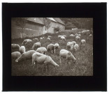Moutons à Frettemolle - août 1913