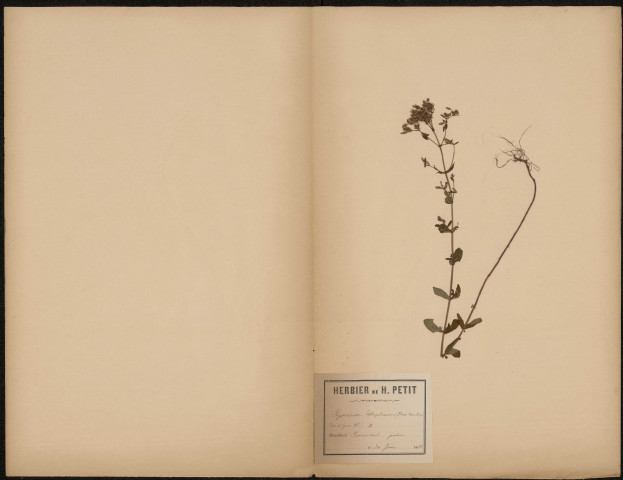Hypericum Tetrapterum (L. Sp.), plante prélevée à Amiens (Somme, France), à Renacourt dans les prairies, 30 juin 1888
