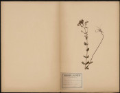 Hypericum Tetrapterum (L. Sp.), plante prélevée à Amiens (Somme, France), à Renacourt dans les prairies, 30 juin 1888