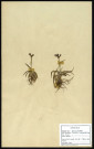 Luzula campestris DC. (Luzule champêtre), famille des Jonacées, plante prélevée à Cherré (Sarthe, France), zone de récolte non précisée, en avril 1969