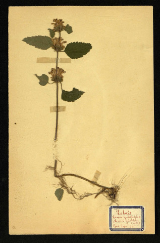 Lium Galéobdolon Crantz (Lamier Galéobdolon), famille des Labiées, plante prélevée à Dromesnil (Bois), 4 juin 1938