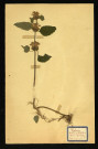 Lium Galéobdolon Crantz (Lamier Galéobdolon), famille des Labiées, plante prélevée à Dromesnil (Bois), 4 juin 1938