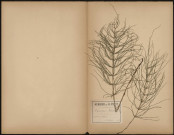 Equisetum Palustré - Prêle des prés, plante prélevée à Athies (Somme, France), n.c., 12 juin 1888