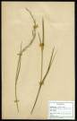 Glycéria Fluitans R. Br, famille des Graminées, plante prélevée à La Chaussée-Tirancourt (Somme, France), au Camp César, en mai 1969