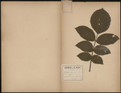 Juglans regia - Noyer, plante prélevée à Villers-Bocage (Somme, France), dans un verger, 17 juin 1888