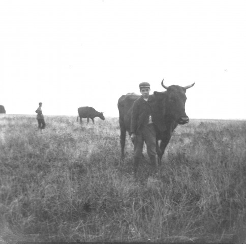 Jeunes paysans avec des vaches
