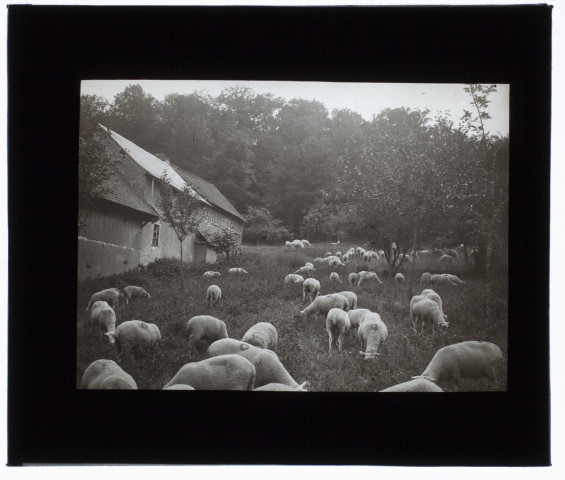Moutons à Frettemeulle (Somme)