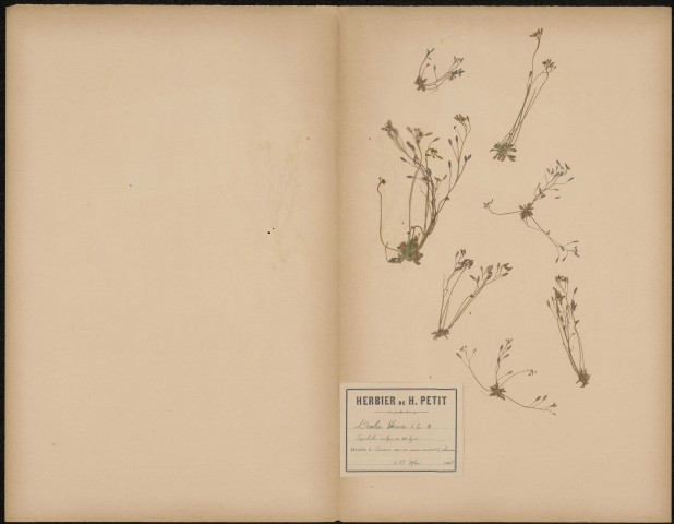 Draba Verna Erpphila vulgaris, plante prélevée à Camon (Somme, France), sur un mur couvert de chaume, 12 mai 1888