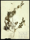 Ranunculus acris (Renoncule âcre ou bouton d'or), famille des Renonculacées, plante prélevée à Dromesnil (dans le parc de l'école), 25 mai 1938