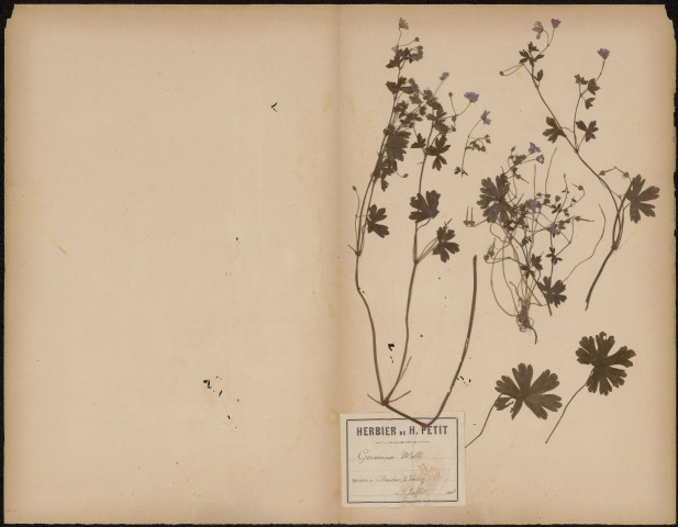 Geranium Mollé, plante prélevée à Amiens (Somme, France), la Voirie, 3 juillet 1888
