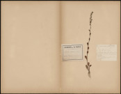 Samorus Valerandi - Primulaceaes, plante prélevée à Saint-Quentin-en-Tourmont (Somme, France), dans les dunes près de la cabane de Jasper, 25 août 1888