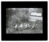Canards à Talmas (Somme)