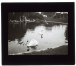 Nice - cygnes au parc des Anglais - avril 1905