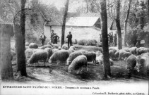 Troupeau de moutons à Pendé