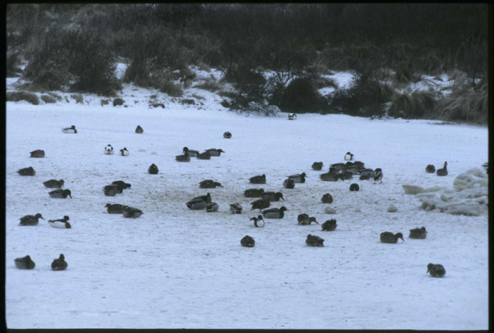 [Rassemblement de canards sauvages sur un plan d'eau gelé durant l'hiver]