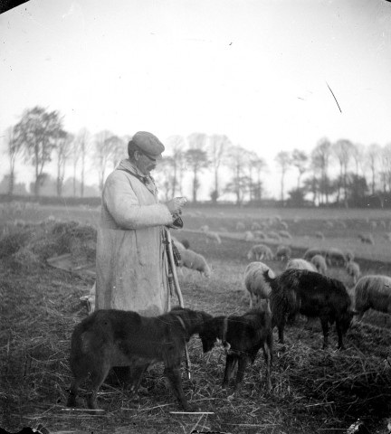 Un berger, son troupeau de moutons et ses chiens