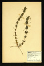 Lathyrus aphaca (Gesse aphaca), famille des Papilionacées, plante prélevée à Dromesnil, 15 juin 1938