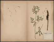 Oenanthe Phellandrium, plante prélevée à Camon (Somme, France), à l'étang de Clermont dans les hortillonnages au bord d'un fossé, 8 août 1888