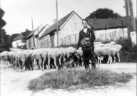 Mirvaux. Maurice Desplanque et son troupeau de moutons