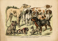 Lot de gravures et images animalières. Imagerie d'Epinal (maison fondée en 1796)