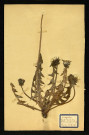 Taraxacum Dens leonis (Pissenlis Dent de lion), famille des Composées, plante prélevée à Dromesnil (Chemin), 11 juin 1938