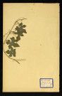 Bryomia dioica Jacq (Bryome dioique), famille des Cucurbitacées, plante prélevée à Dromesnil (Haie), 4 juin 1938