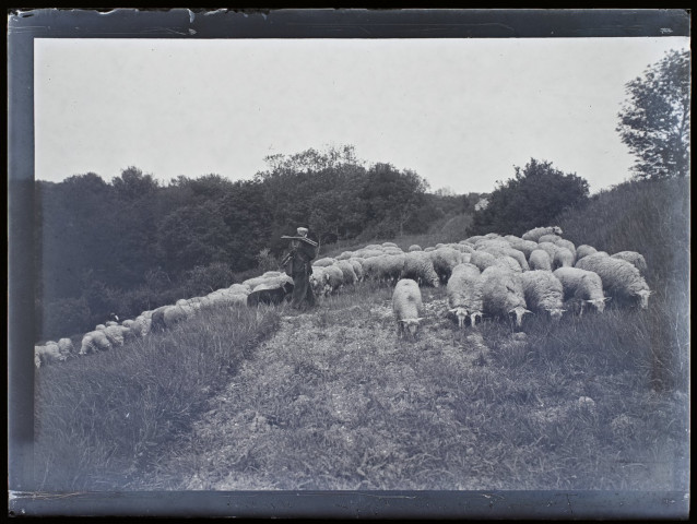 Troupeau de mouton à Cagny - mai 1904