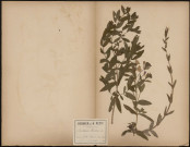 Epilobium Hirsutum, plante prélevée à Camon (Somme, France) et à Amiens (Somme, France), sur l'Ile Robinson et à l'étang de Clermont, 27 juillet 1888