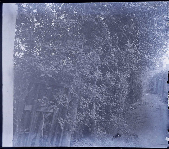 Le Crotoy (Somme). Sentier arboré