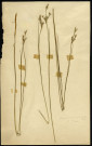 Juncus Obtusiflorus Ehrh, famille non identifée, plante prélevée à Boves (Somme, France), à l'étang Saint-Ladre, en 1969